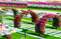 مسابقه کتابخوانی از هر باغ گلی